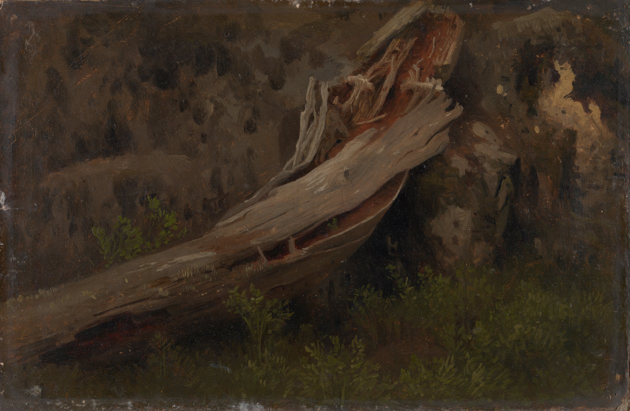 Studie av en ruttnande stam av August Cappelen