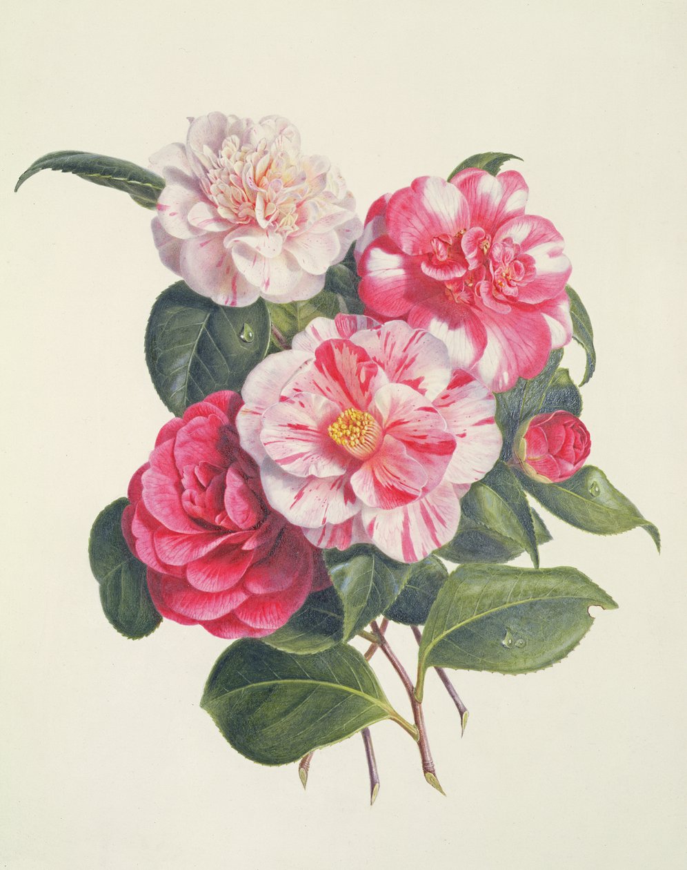 Camelias, ca 1840 av Augusta Innes Withers