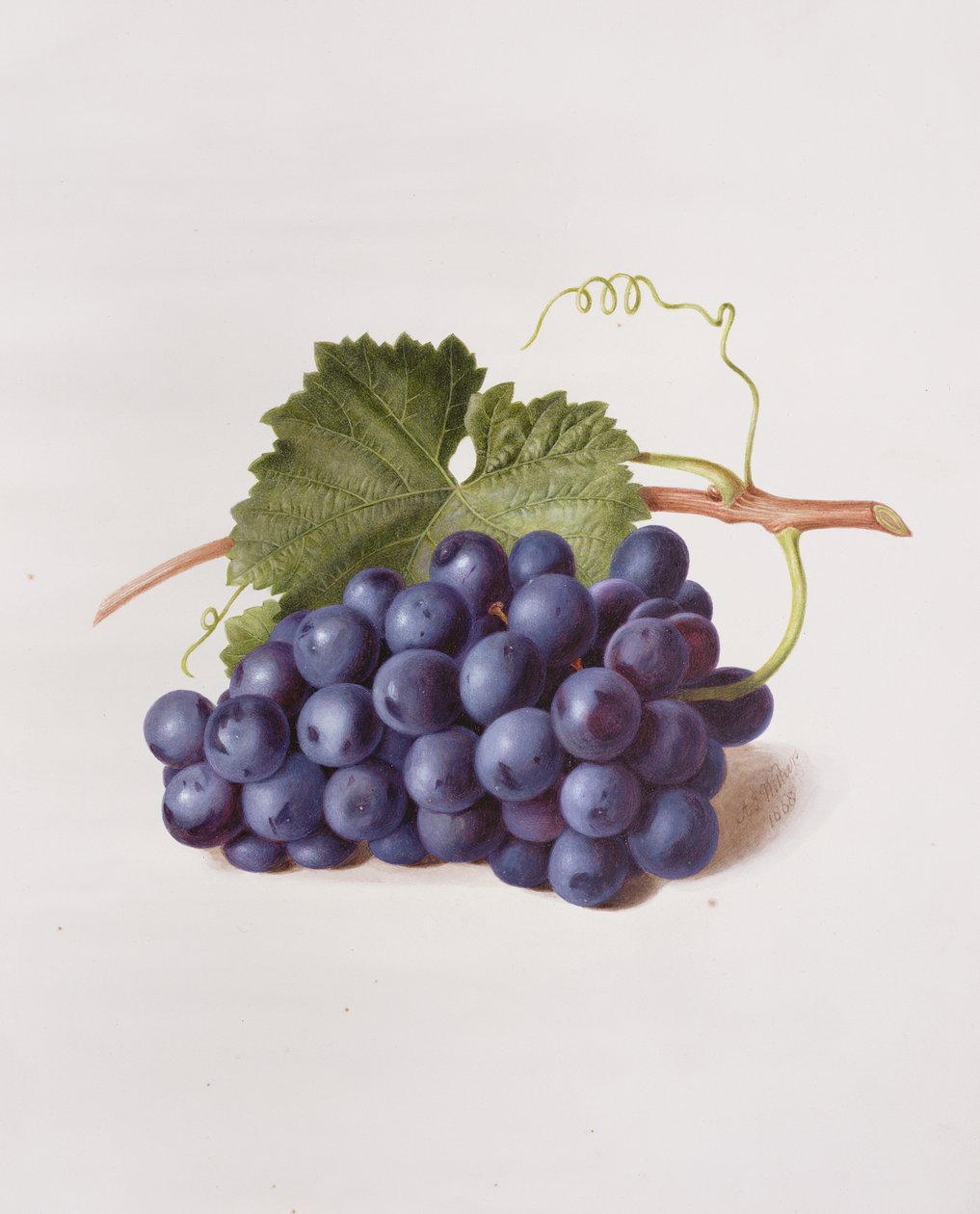 Fruit of the Vine, 1868 av Augusta Innes Withers