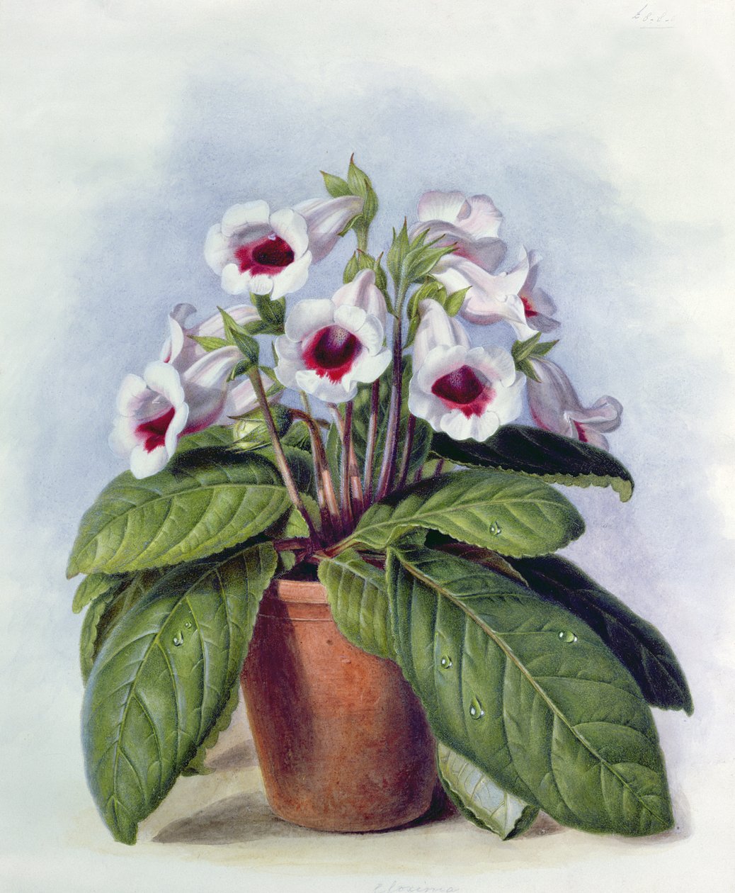 Gloxinia i en kruka, ca 1860 av Augusta Innes Withers