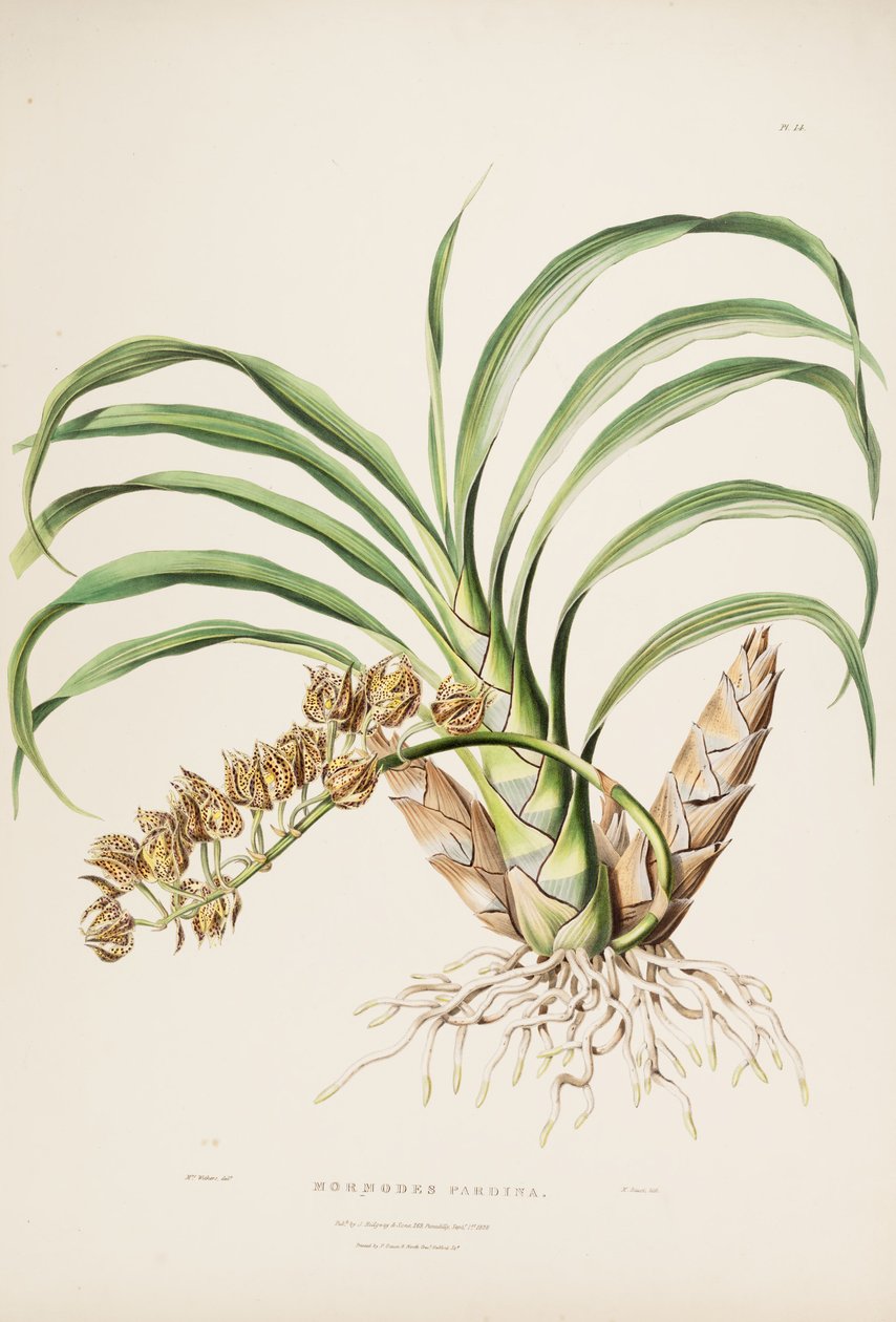 Illustration of Mormodes maculata var. maculata (as syn. Mormodes pardina) av Augusta Innes Withers