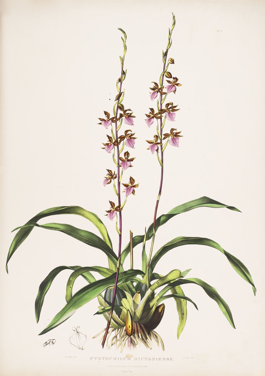 Illustration of Rhynchostele bictoniensis (as syn. Cyrtochilum bictoniense) av Augusta Innes Withers