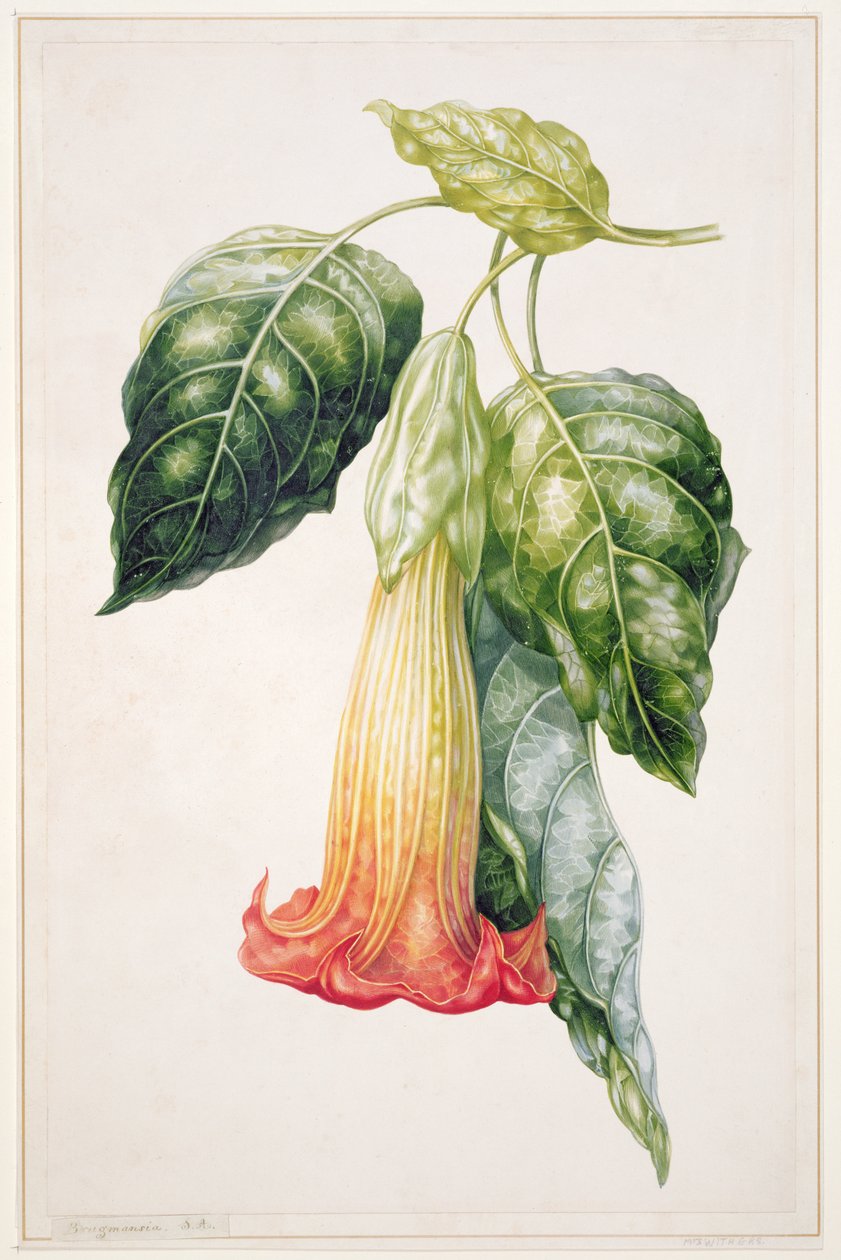 PD.993-1973 Thorn Apple-blomma från Ecuador, Datura rosei (gouache) av Augusta Innes Withers
