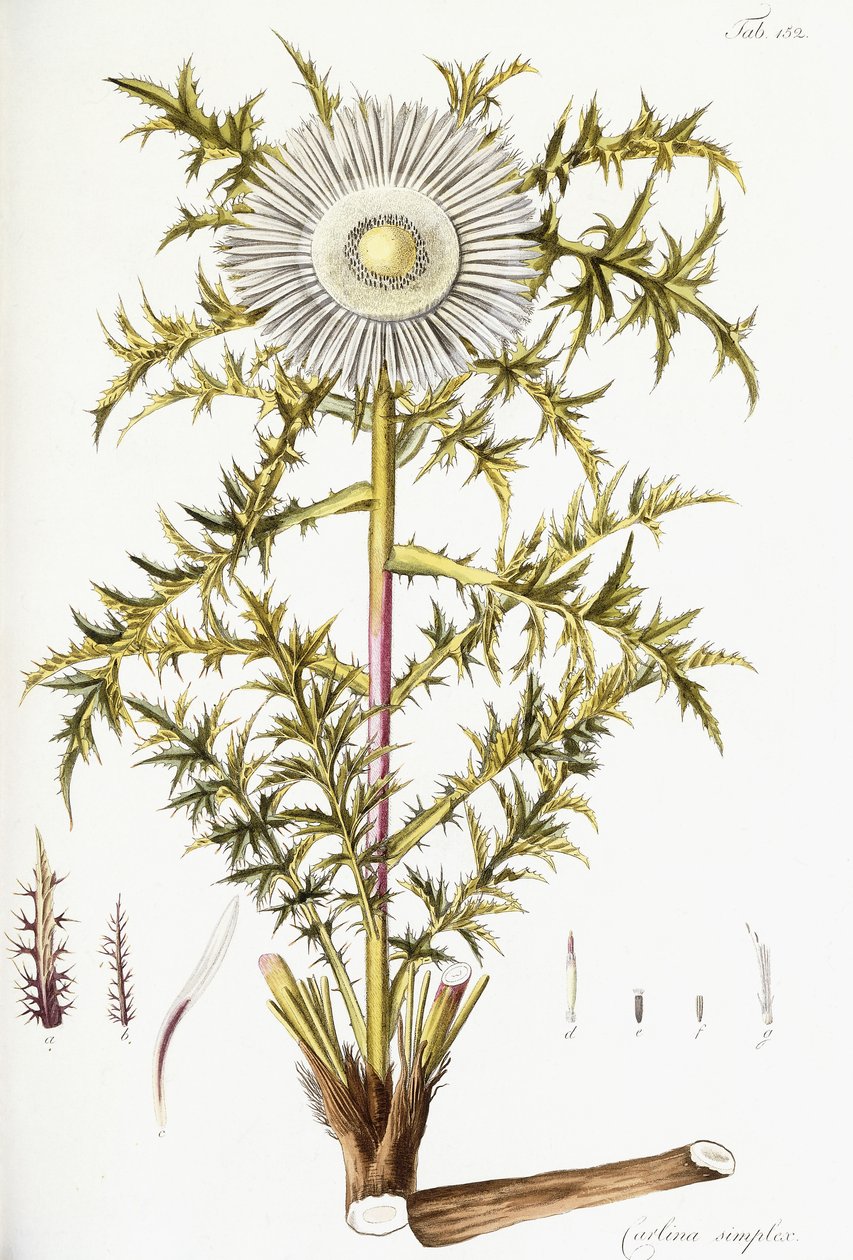 Carlina Simplex av Austrian School