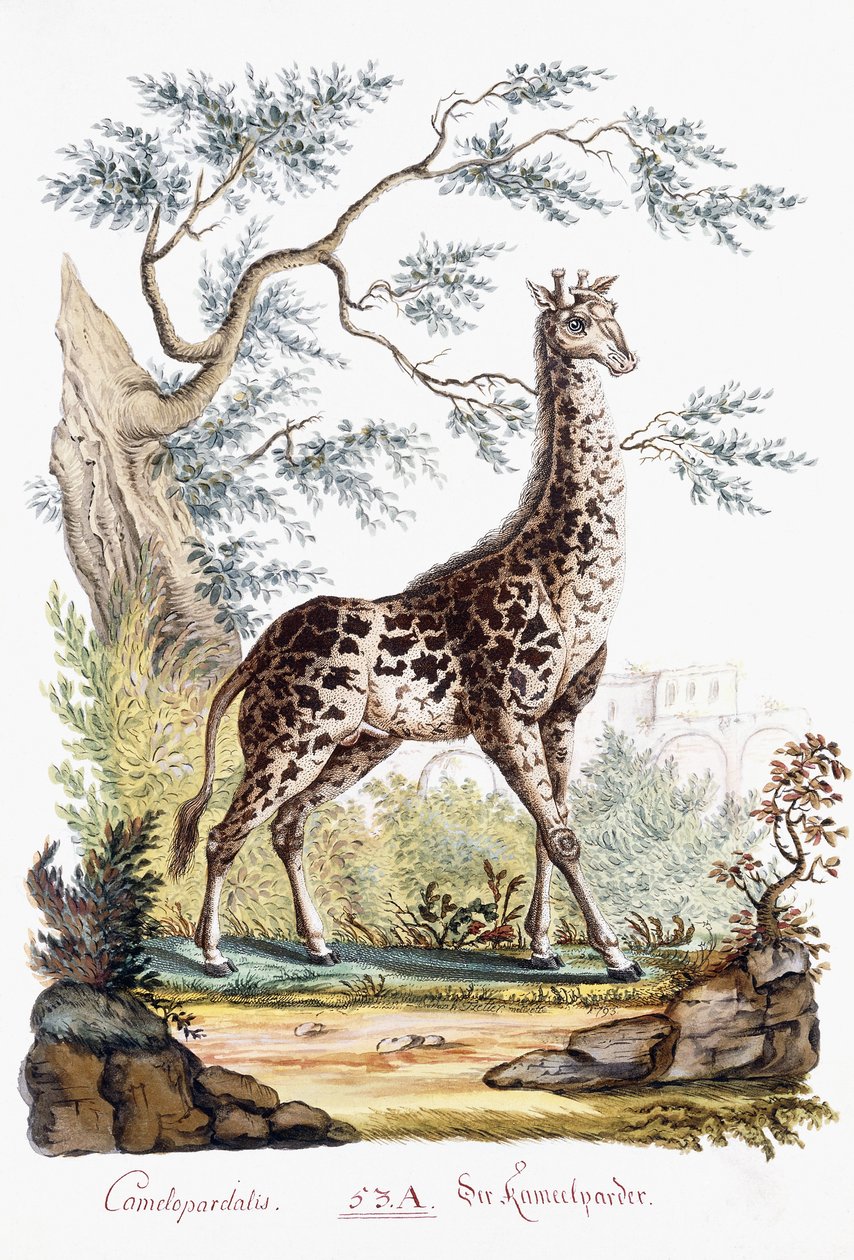 Giraff, 1794 av Austrian School