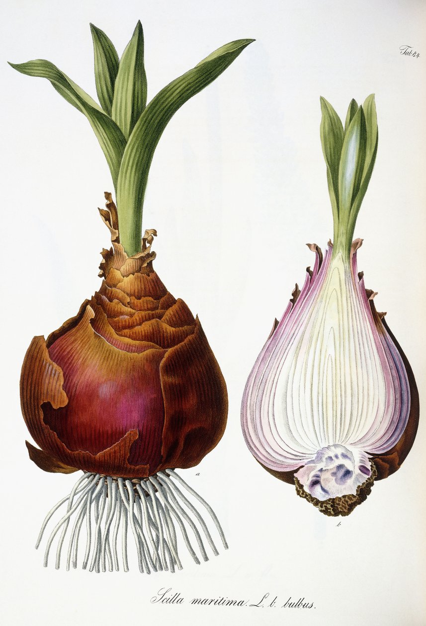 Scilla marinus av Austrian School