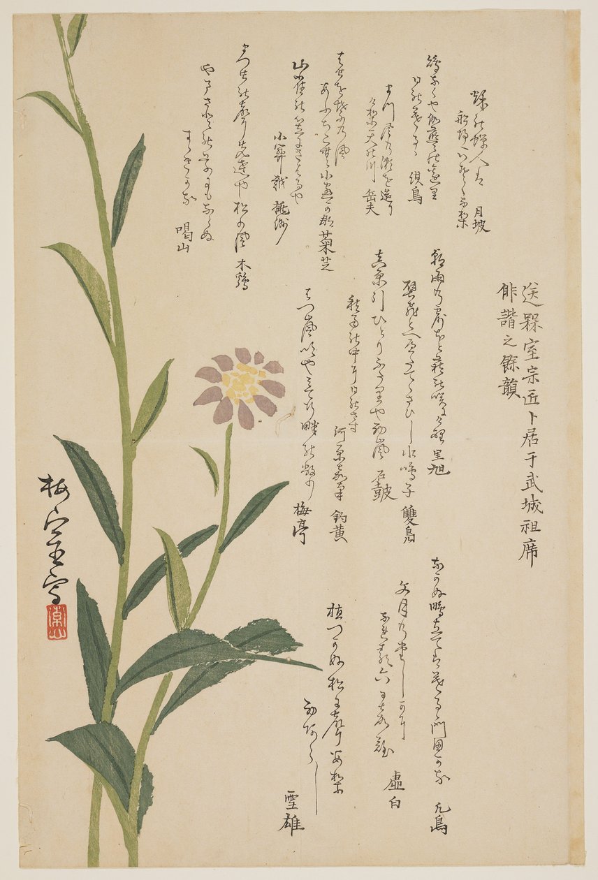 Lila blomma, ca 1830-1844 (trätryck i färg) av Baishitsu