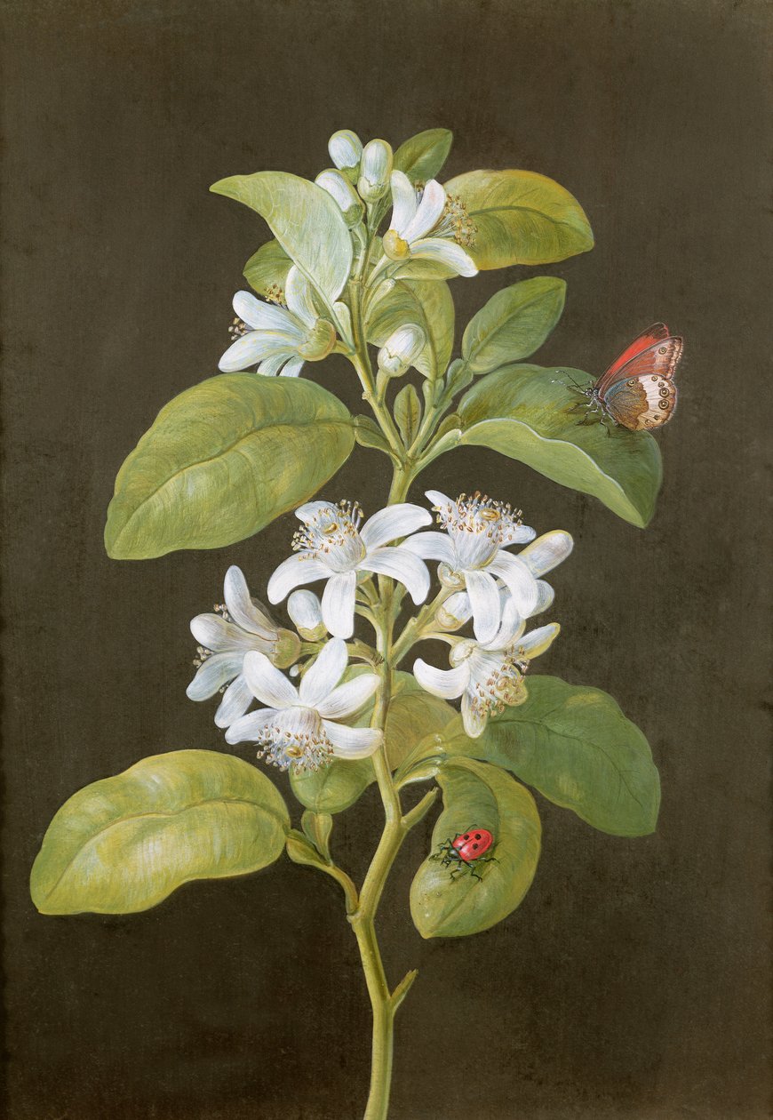 Päronblomma av Barbara Regina Dietzsch
