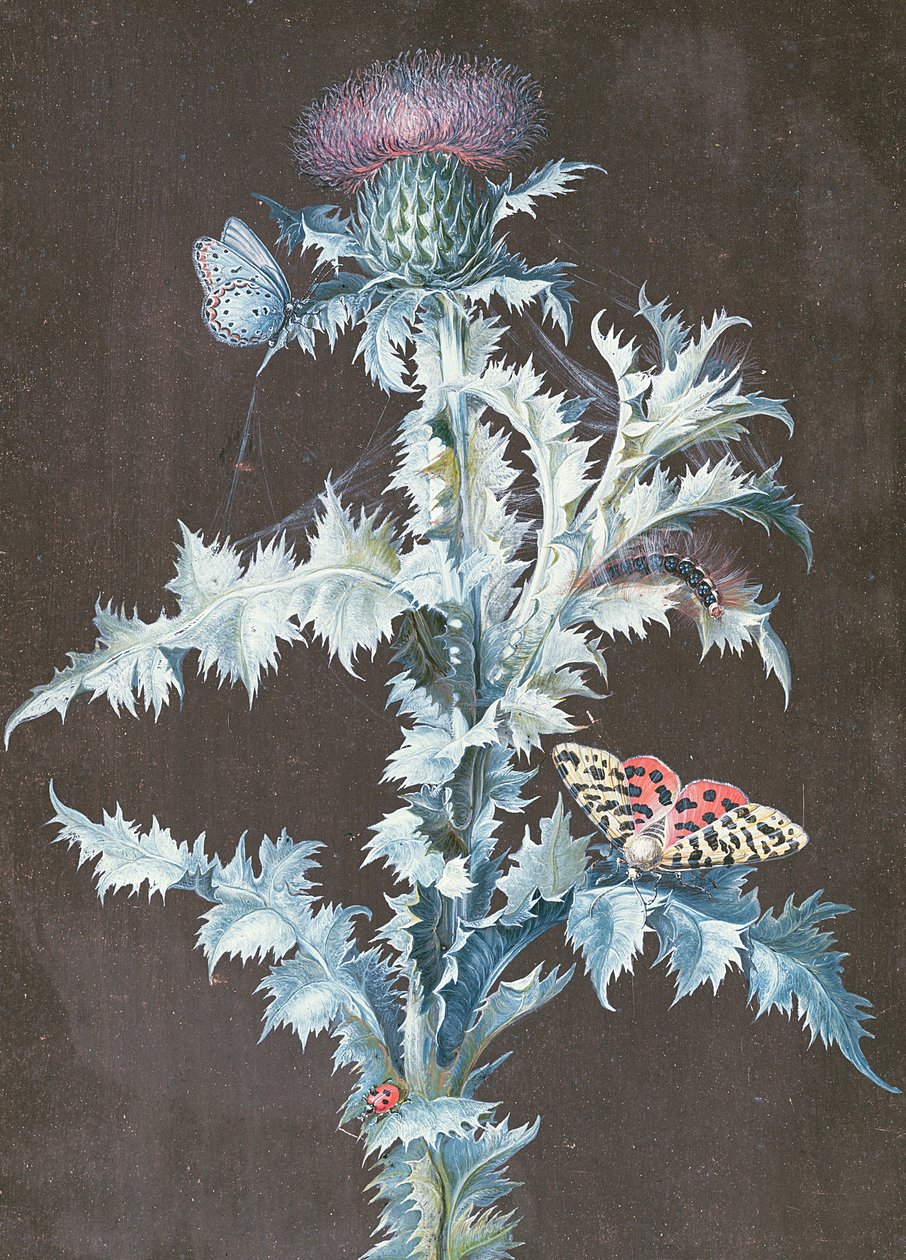 Stilleben av en tistel (gouache) av Barbara Regina Dietzsch