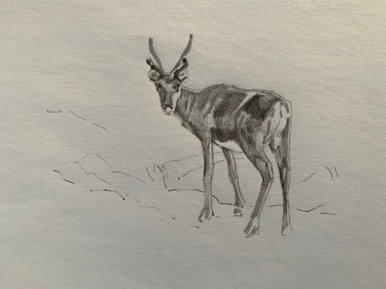 Renar, 2019 av Barbara Hoogeweegen