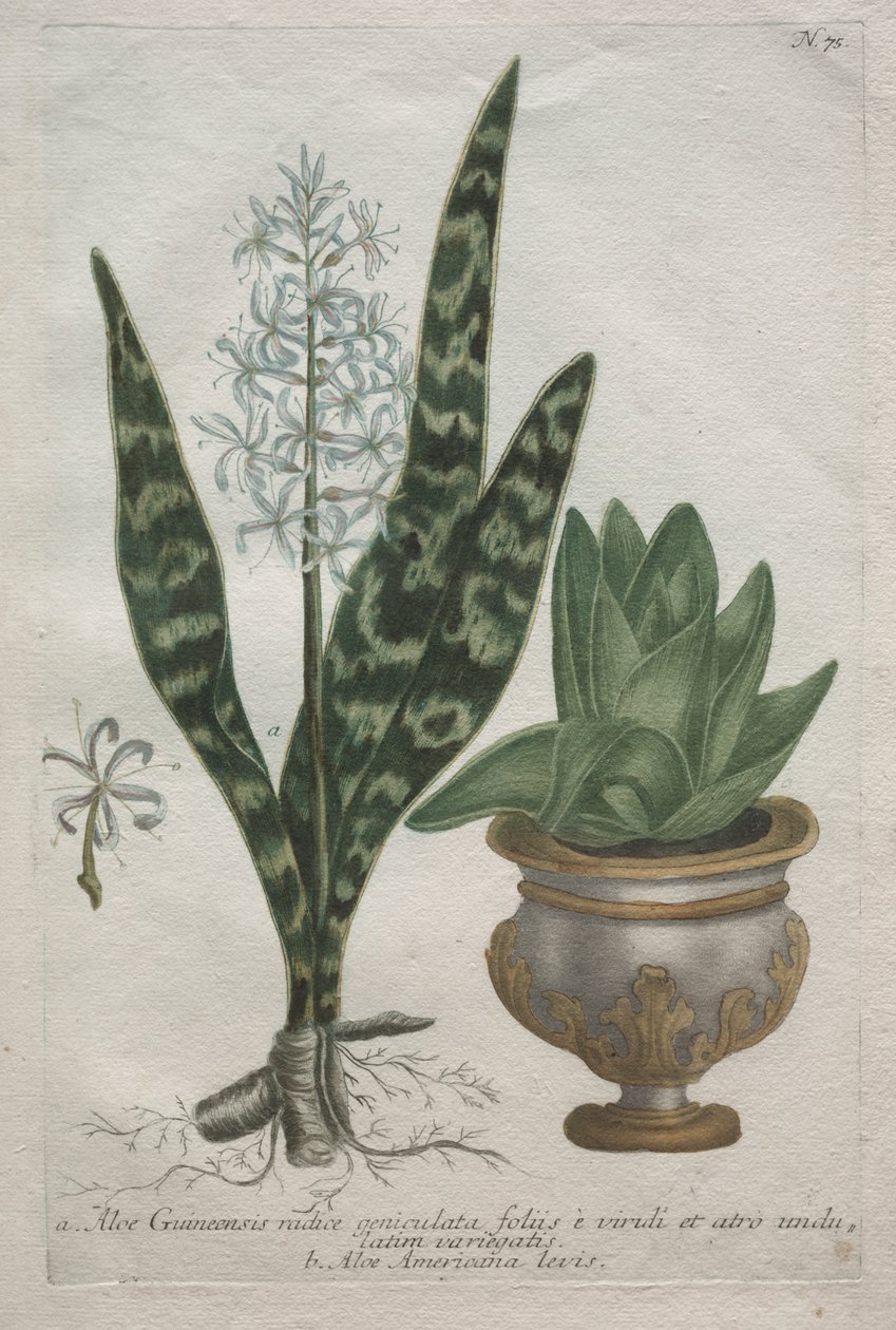 Aloe av Bartholomaus Seutter