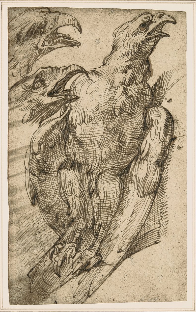 Studie av en örn av Bartolomeo Passarotti