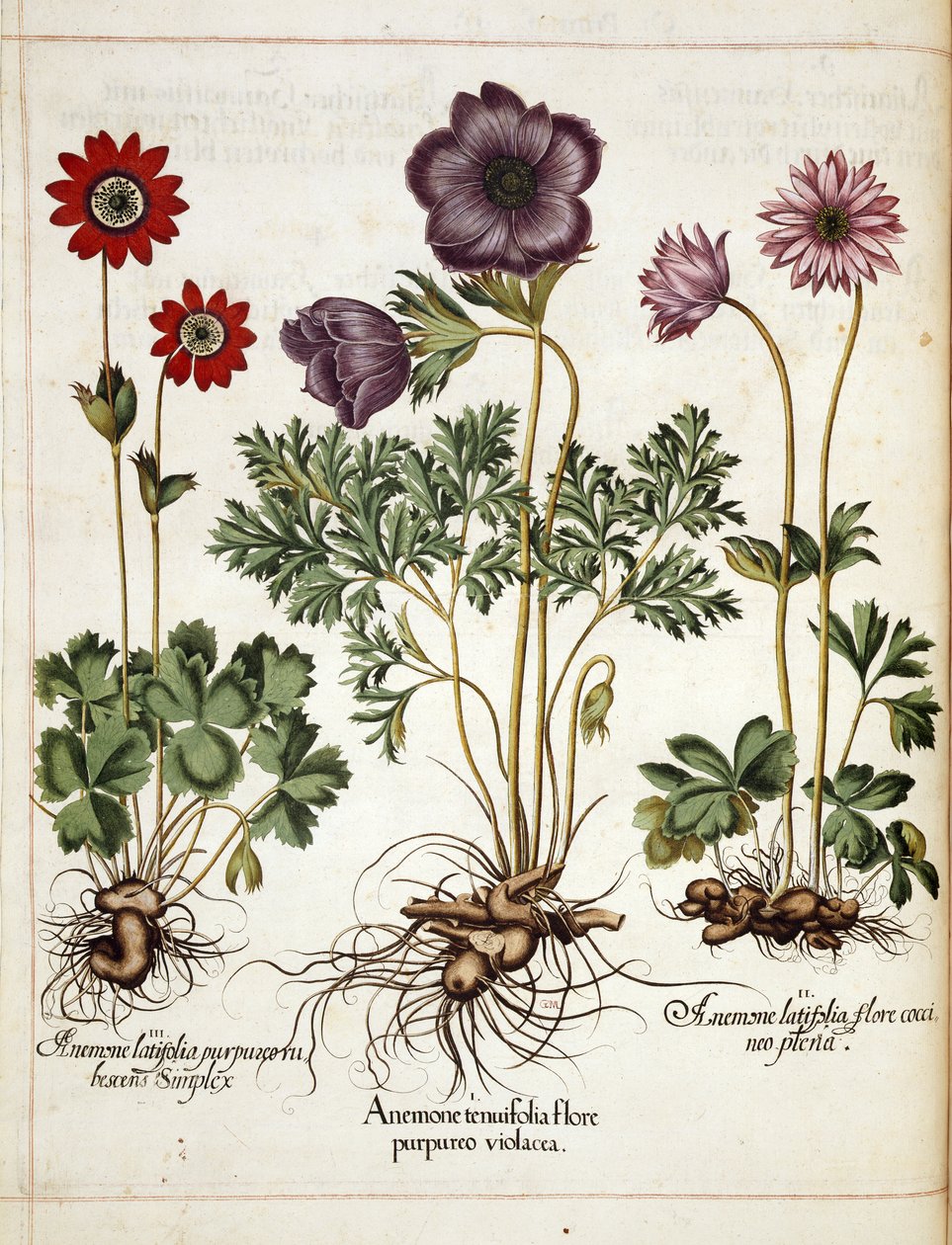 Anemone, från 
