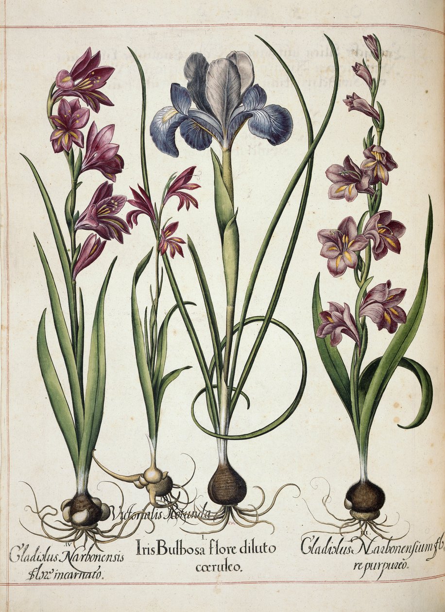 Gladiolus och iris, från 