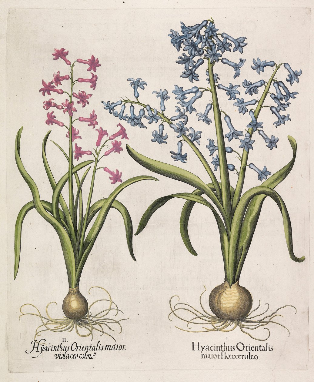 Hyacinthus orientalis, 1613 av Basilius Besler