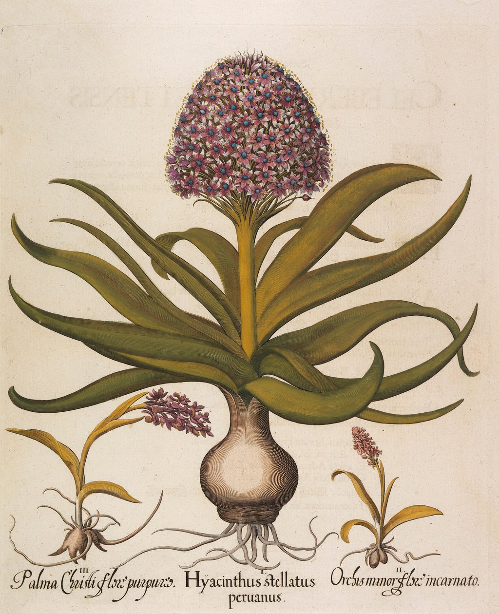 Hyacinthus stellatus, 1613 av Basilius Besler