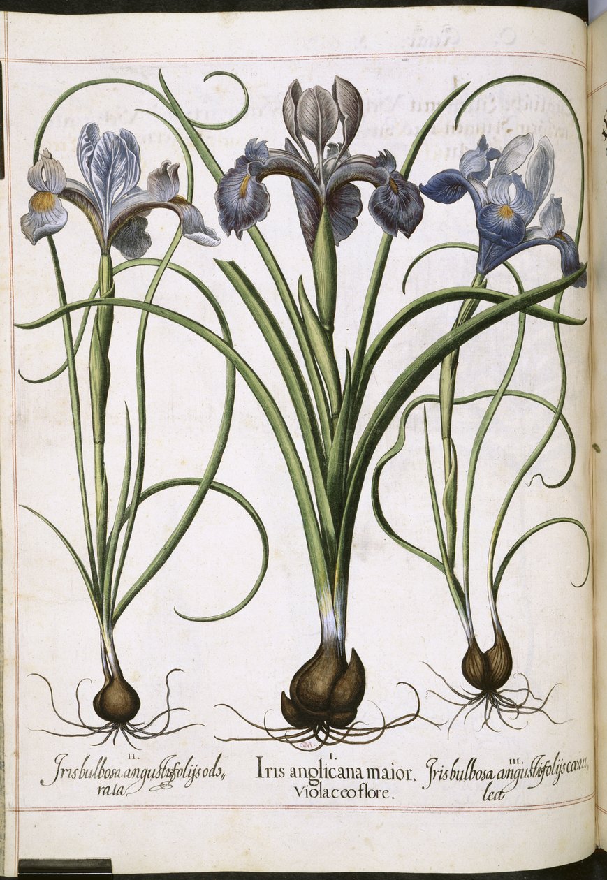 Iris, från 