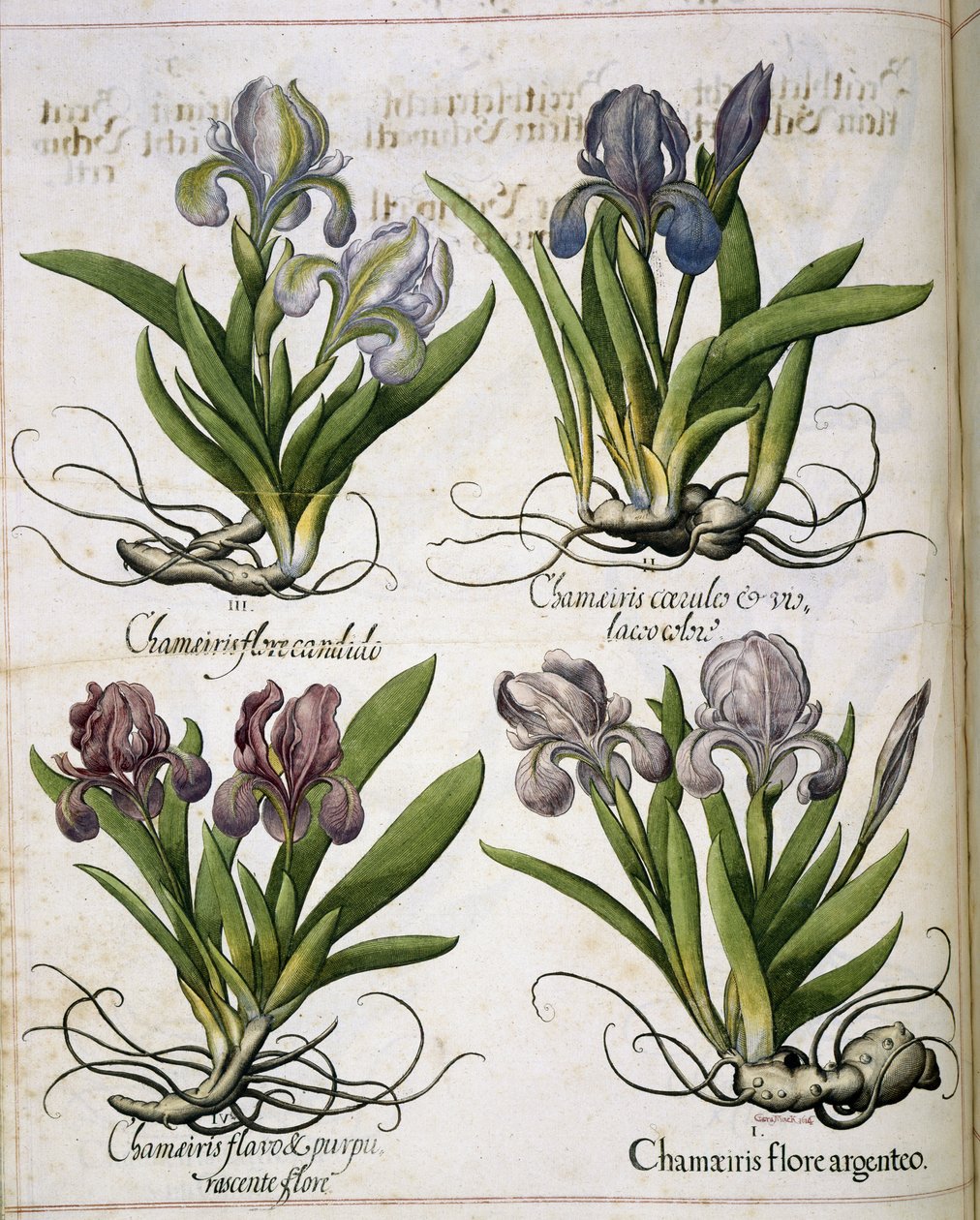 Iris, från 