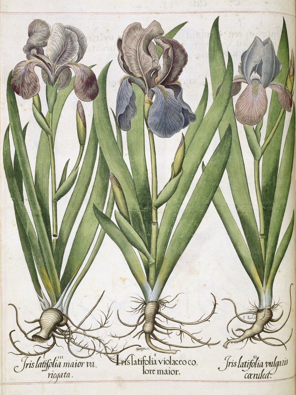 Iris, från 