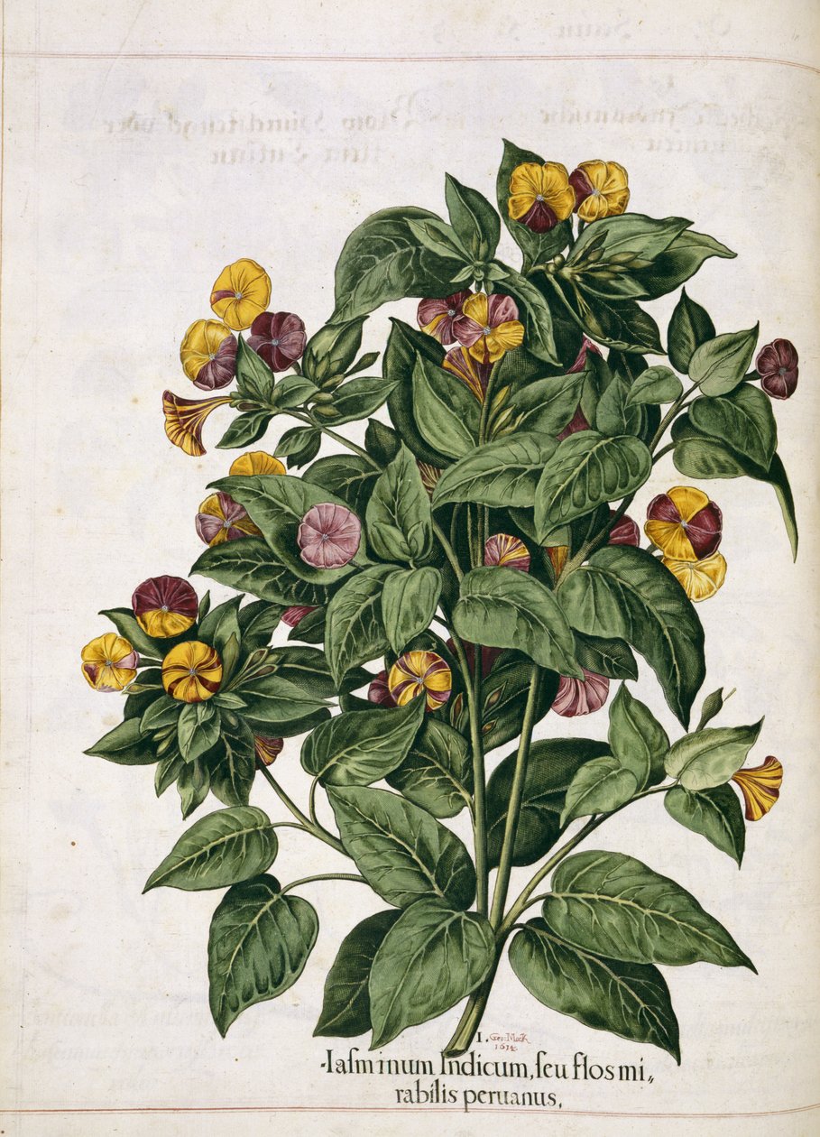 Jasmine, från "Hortus Eystettensis" av Basilius Besler