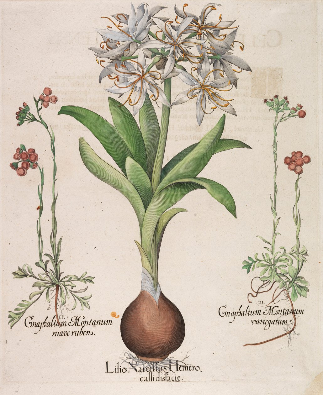 Lilius Narcissus Hemerocellus, 1613 av Basilius Besler