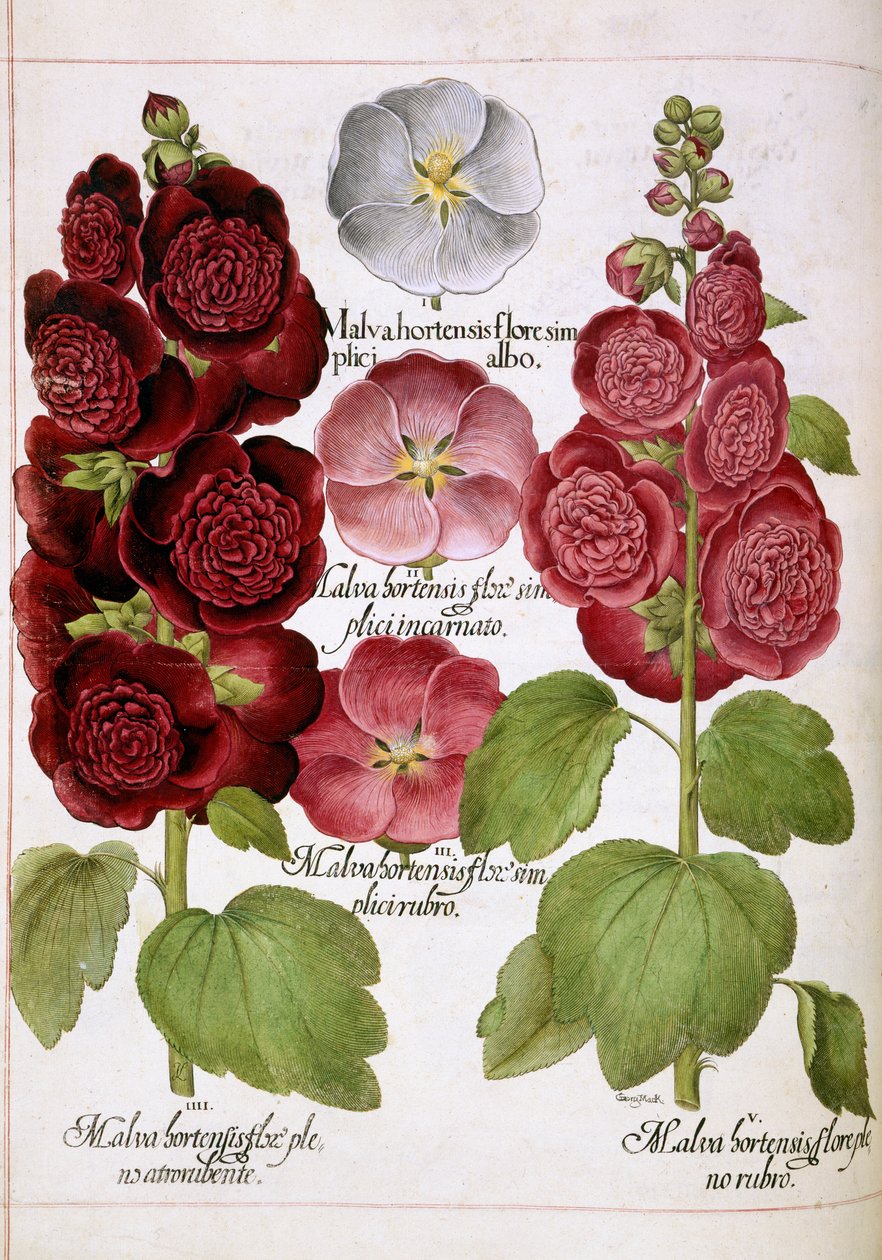 Malva Hortensis, från 