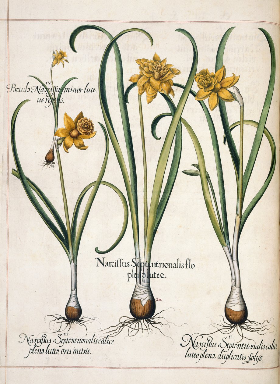 Narcissus, från 