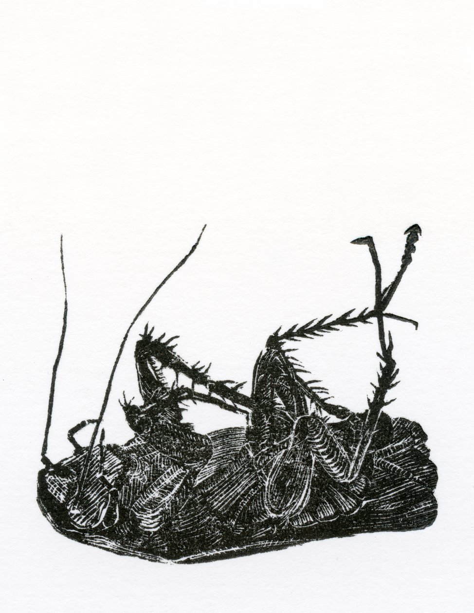 Dead Cockroach, 2014, (trägravyr på papper) av Bella Larsson