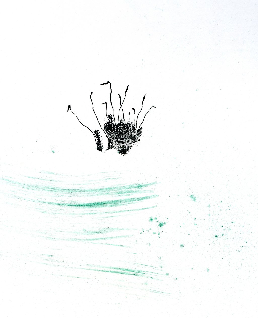 Moss {Fay-erie Dust}, 2014 (trägravyr och pigment på papper) av Bella Larsson