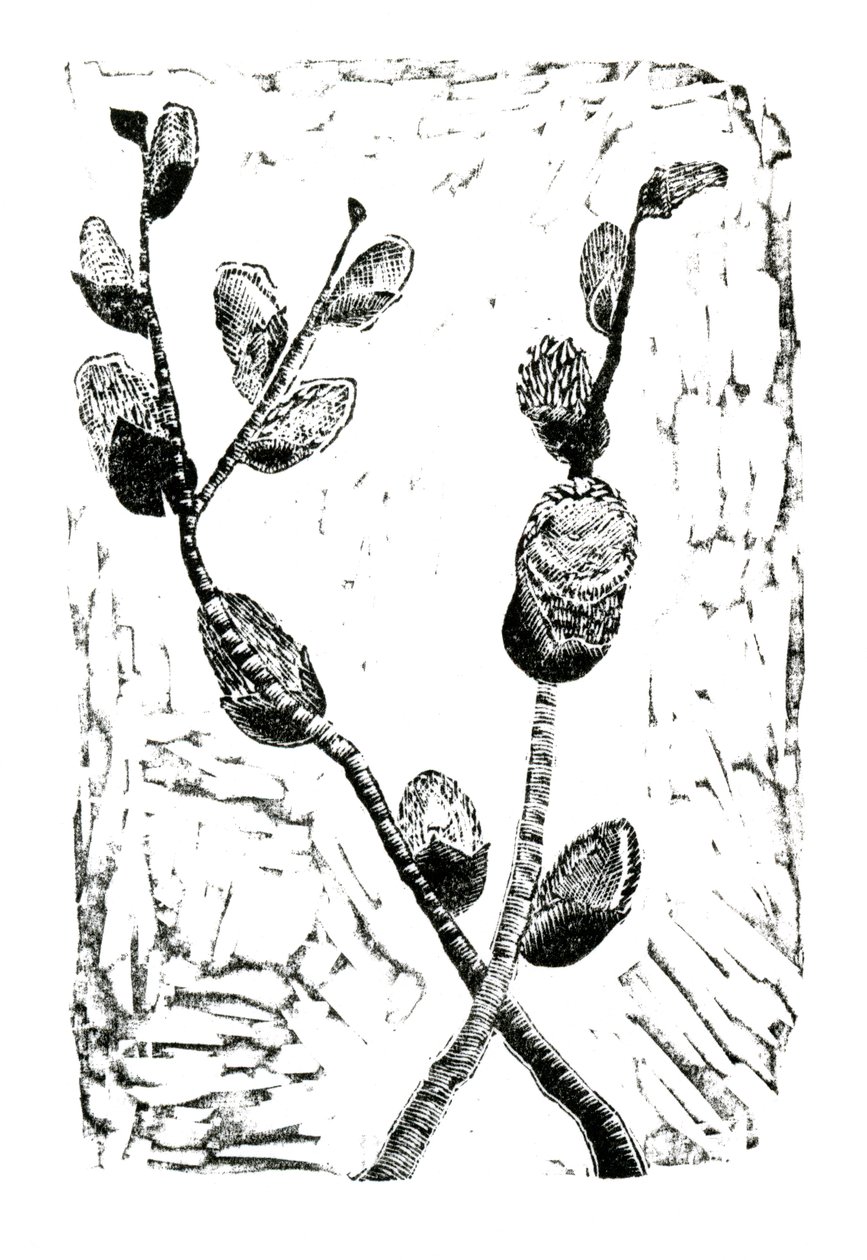 Sleeping Pussy Willow, 2014 (trägravyr på papper) av Bella Larsson