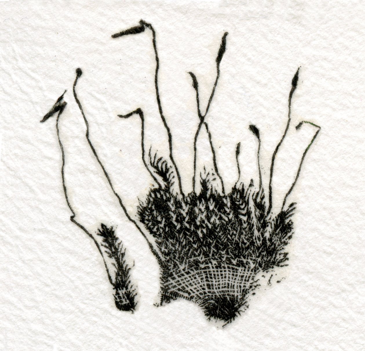 Budding Moss, 2014, (trägravyr på gampi) av Bella Larsson