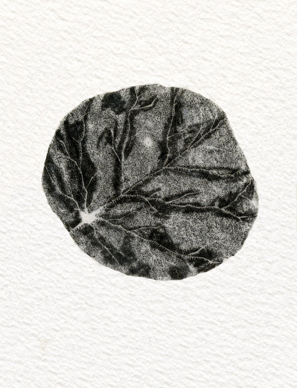 Leaf, 2014, (trägravyr på papper) av Bella Larsson