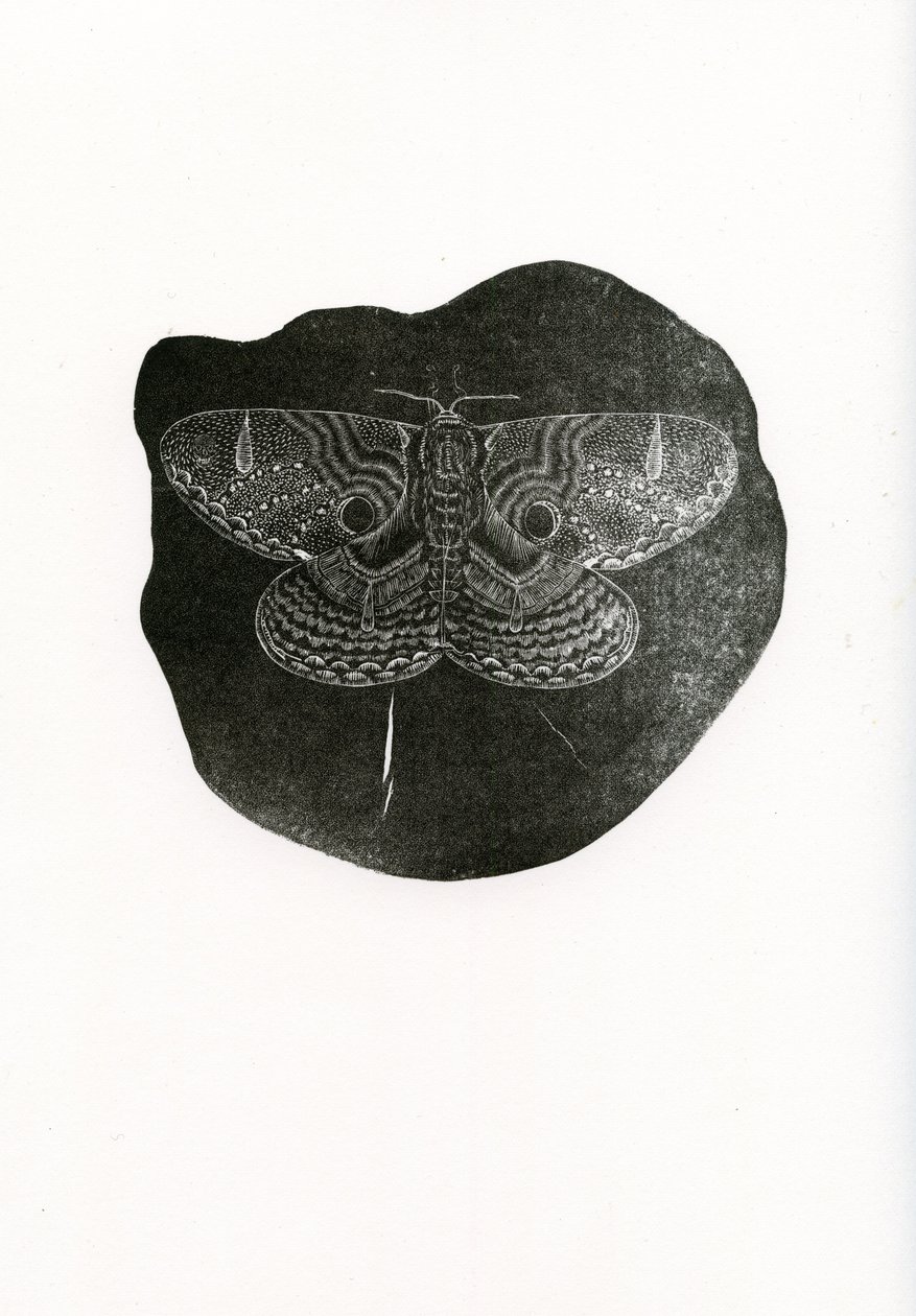 Night Butterfly, 2016, (trägravyr på papper) av Bella Larsson