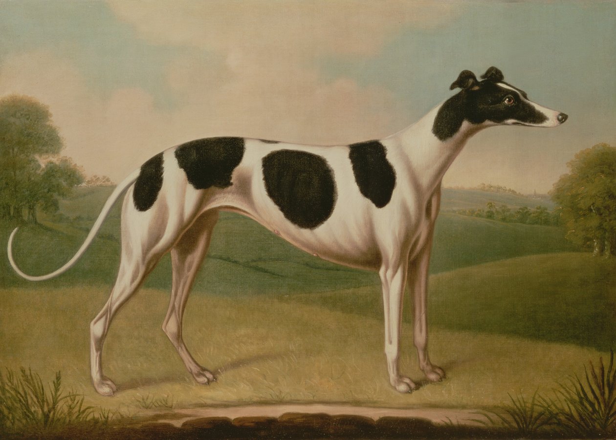 Vinthund, 1800 av Benjamin Killingbeck