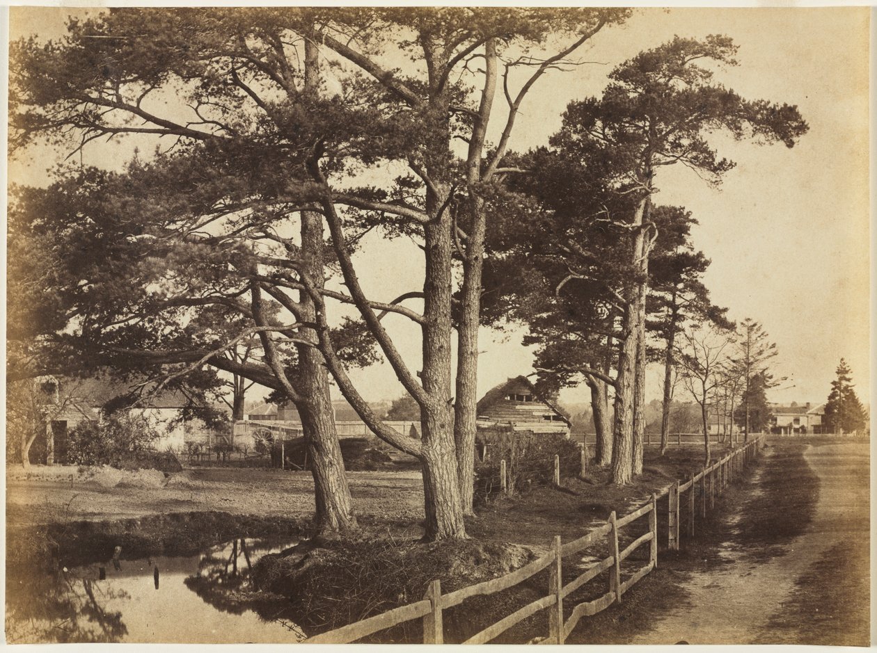 Scotch Firs, Hawkhurst av Benjamin Brecknell Turner