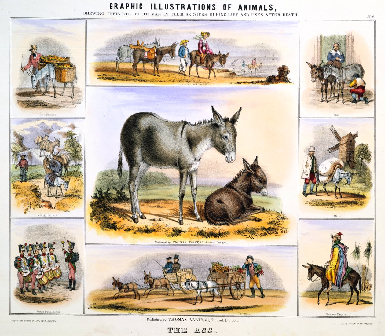 The Ass, c1850 av Benjamin Waterhouse Hawkins