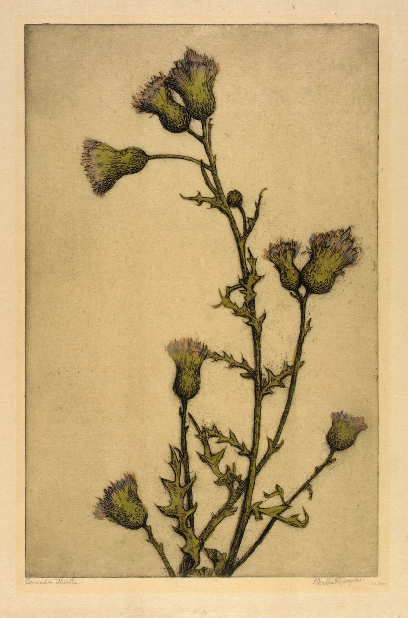 Kanadatistel av Bertha E. Jaques