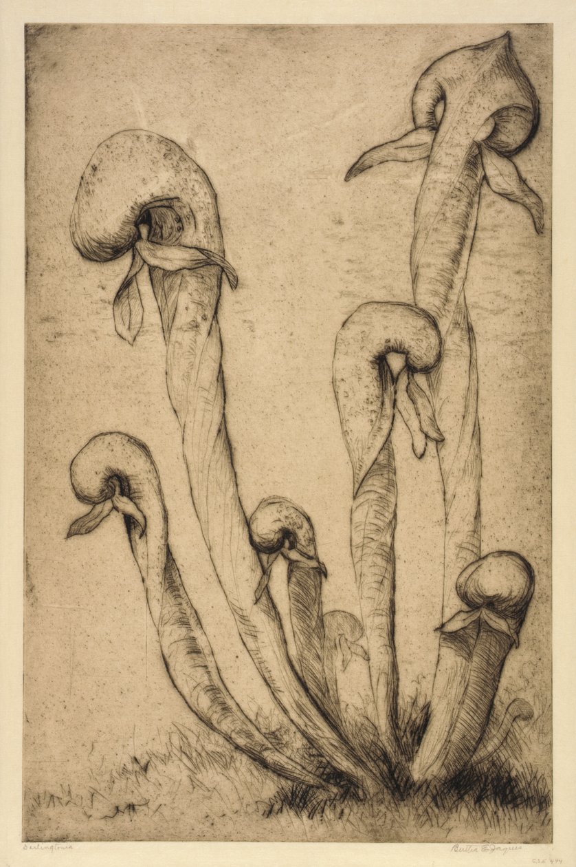 Darlingtonia av Bertha E. Jaques