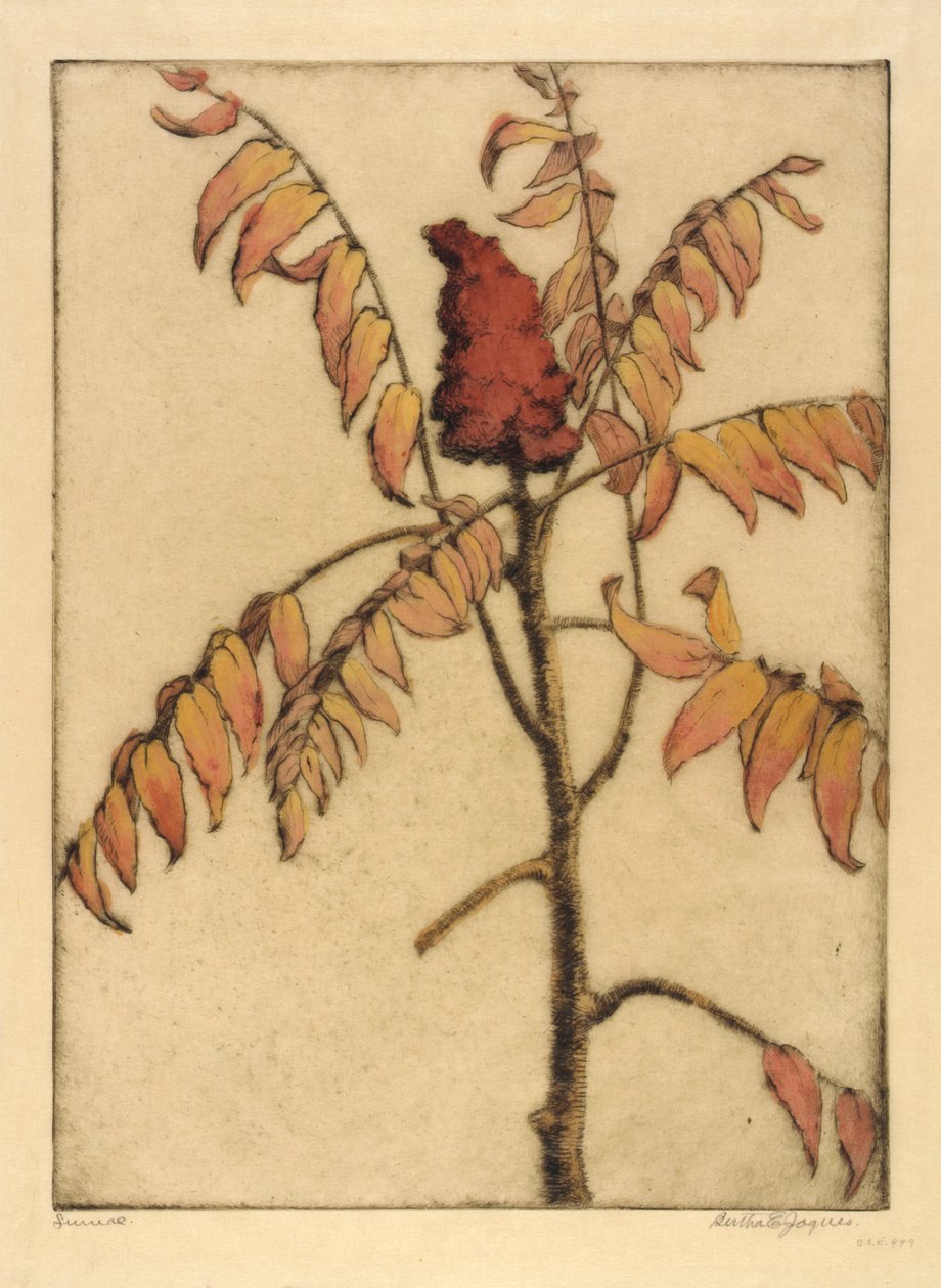 Sumak av Bertha E. Jaques