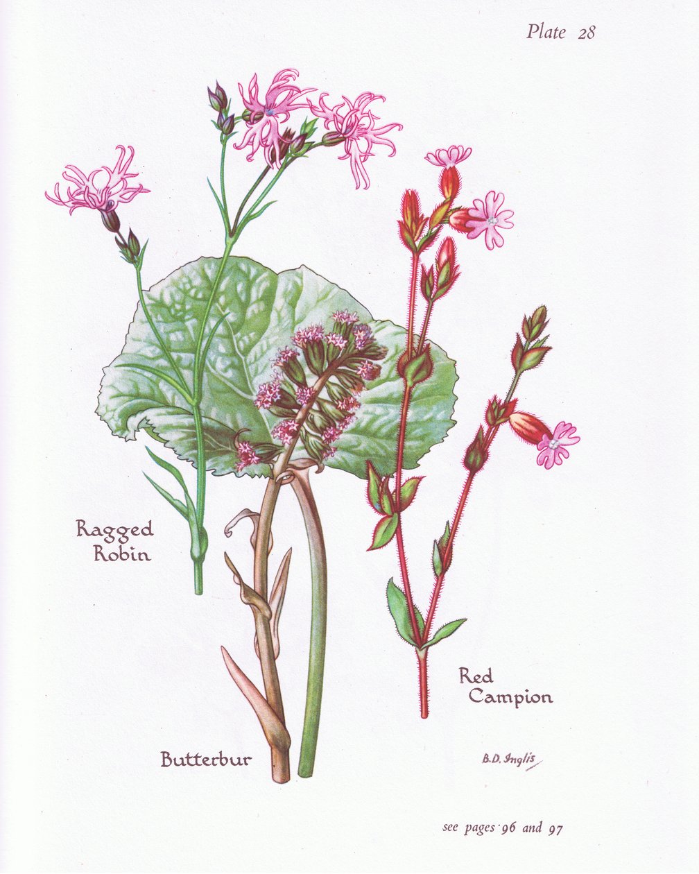 Butterbur, Ragged Robin, Red Campion, 1951 av Bessie D. Inglis