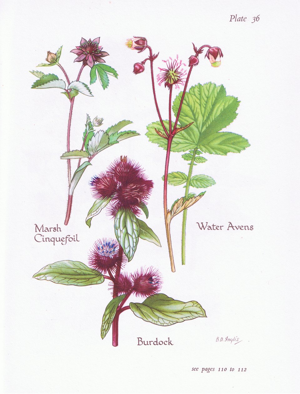 Marsh Cinquefoil, kardborre, Water Avens, 1951 av Bessie D. Inglis