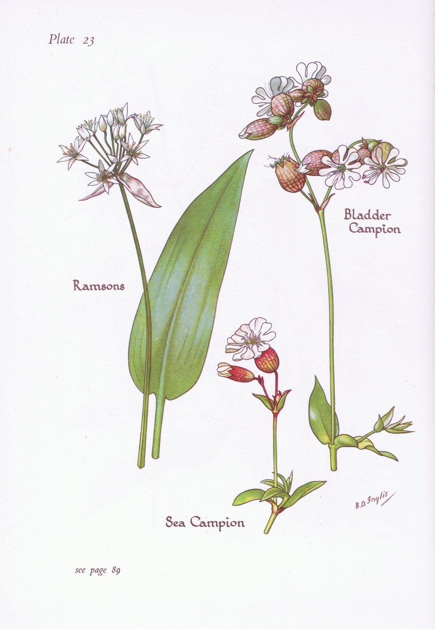 Ramslök, Blås Campion, Sea Campion, 1951 av Bessie D. Inglis