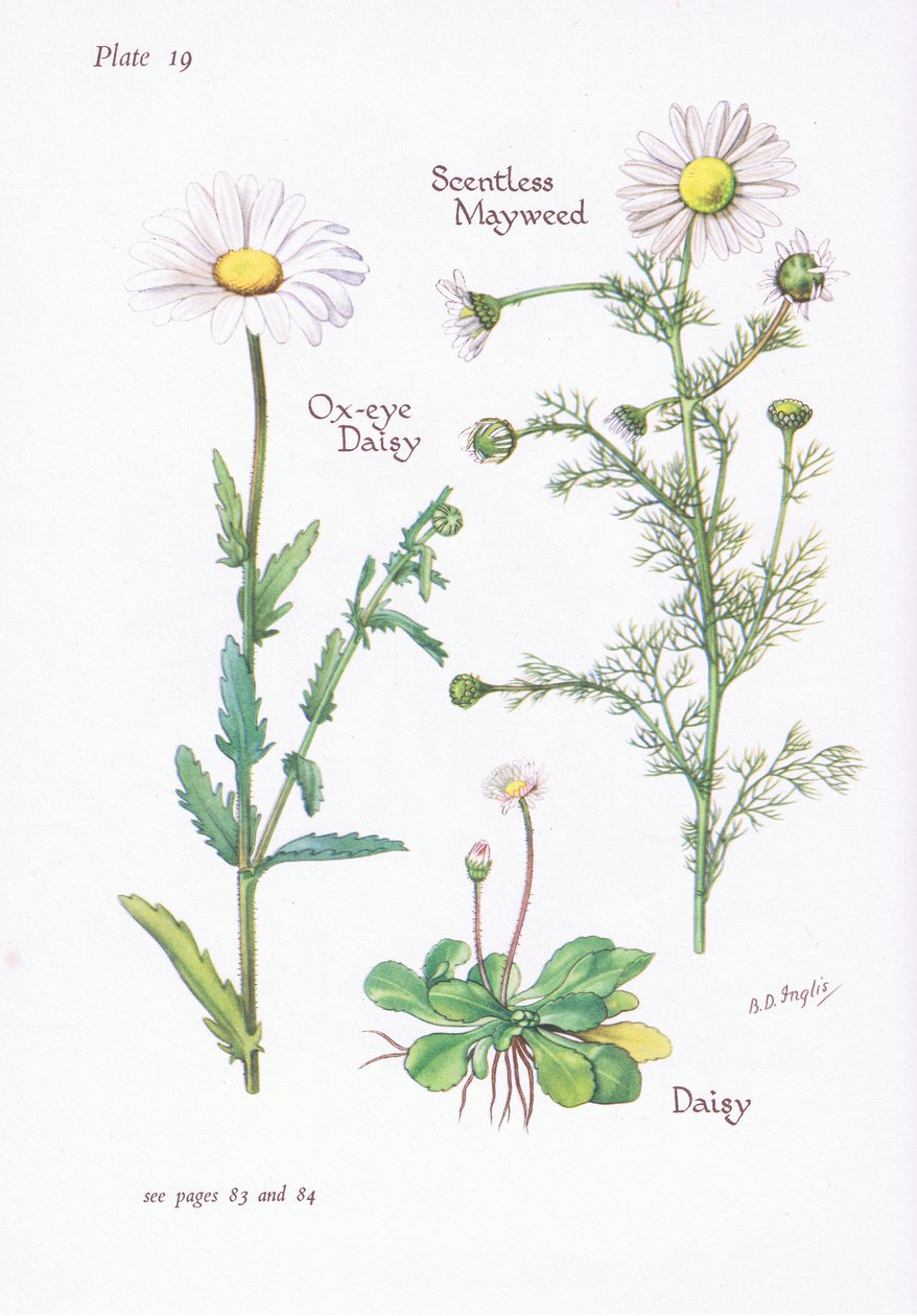 Scentless Mayweed, Daisy, Ox-Eye Daisy, 1951 av Bessie D. Inglis