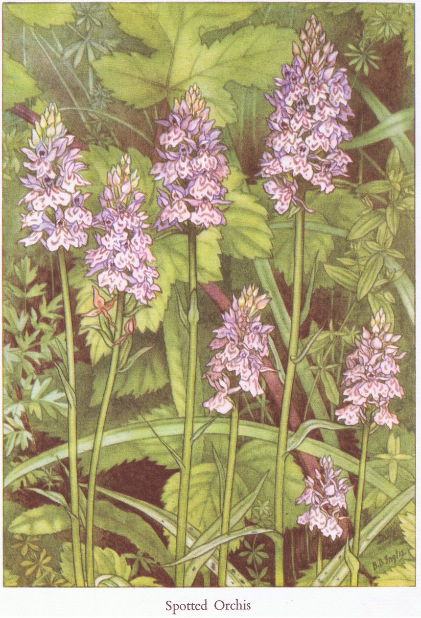 Spotted Orchis, 1951 av Bessie D. Inglis
