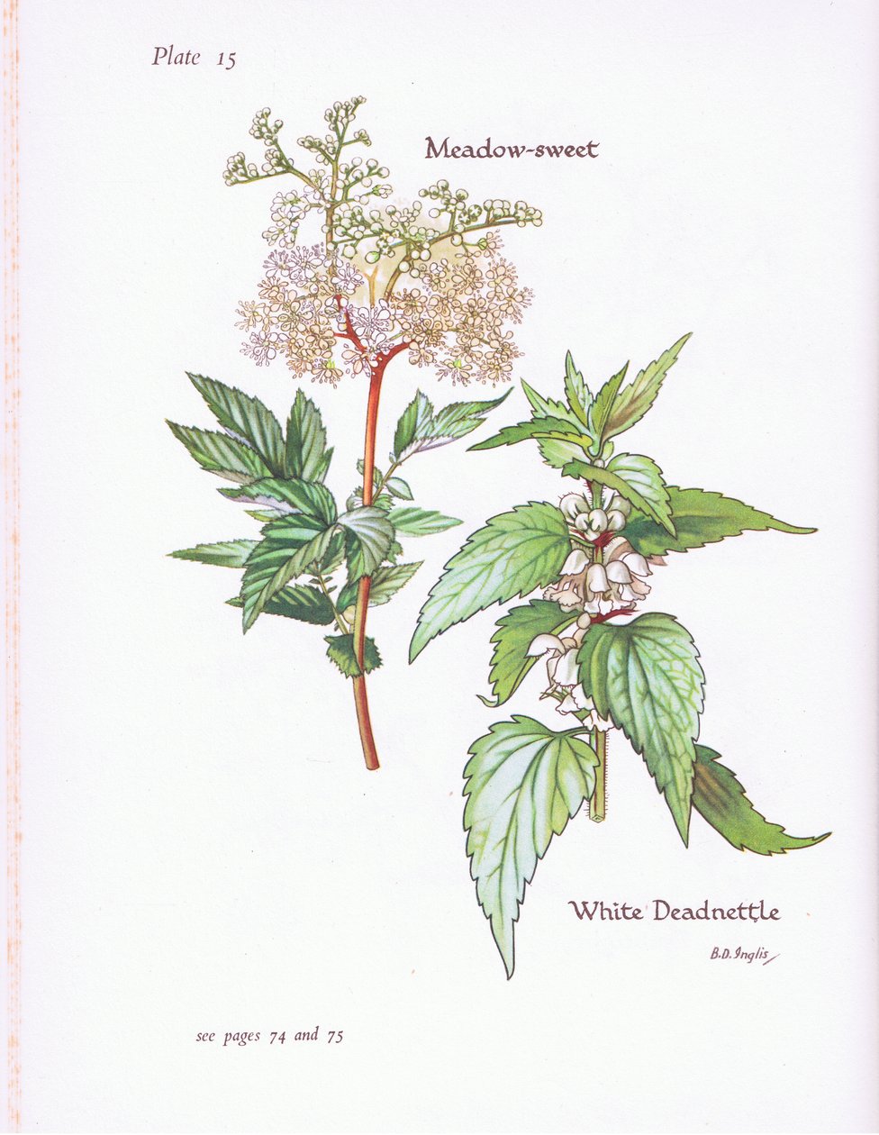 White Deadnettle, Meadow Sweet, 1951 av Bessie D. Inglis
