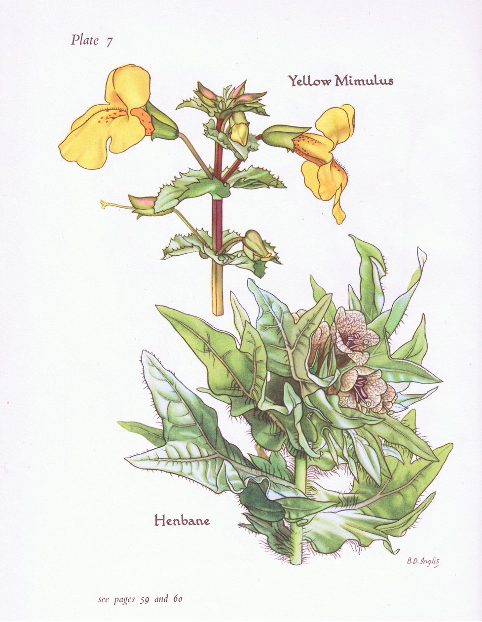 Yellow Mimulus, Henbane, 1951 av Bessie D. Inglis