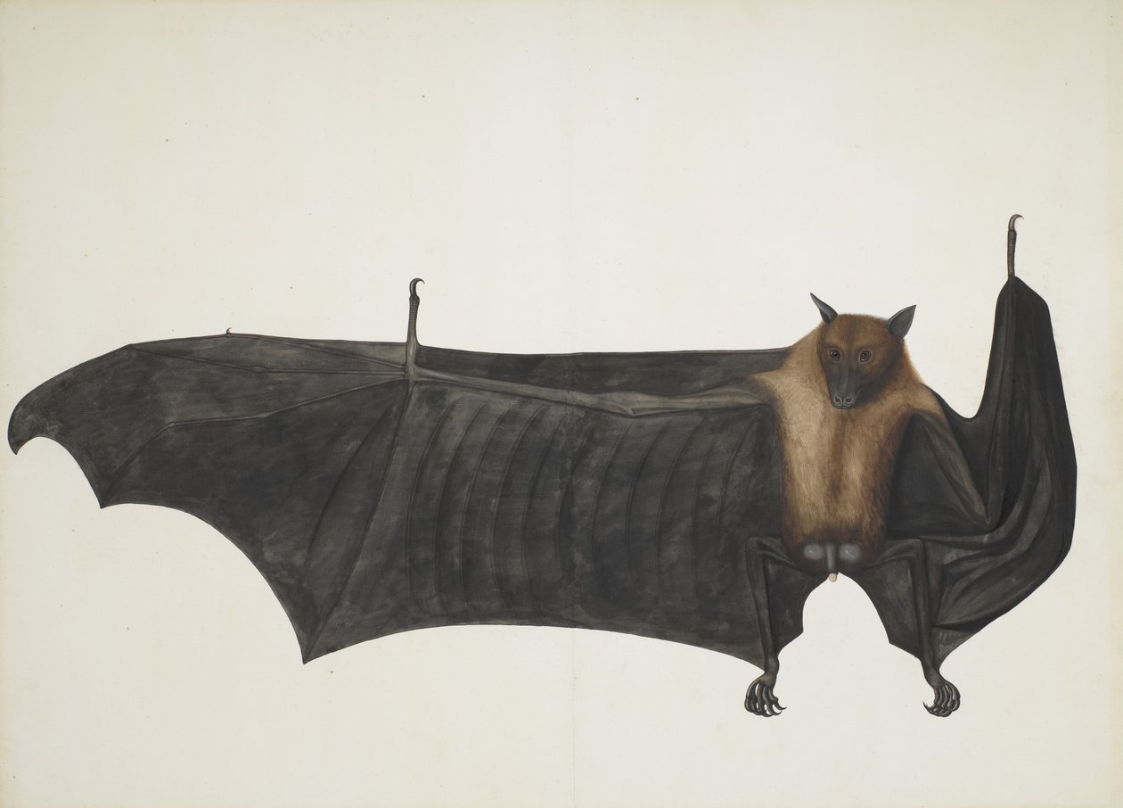 Stor indisk fruktfladdermus, ca. 1777-82. av Bhawani Das