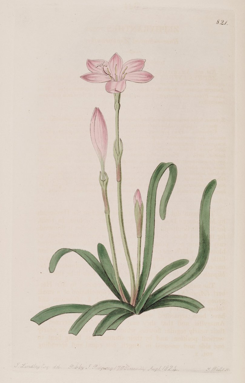 Zephyranthes rosea av Botanical Register