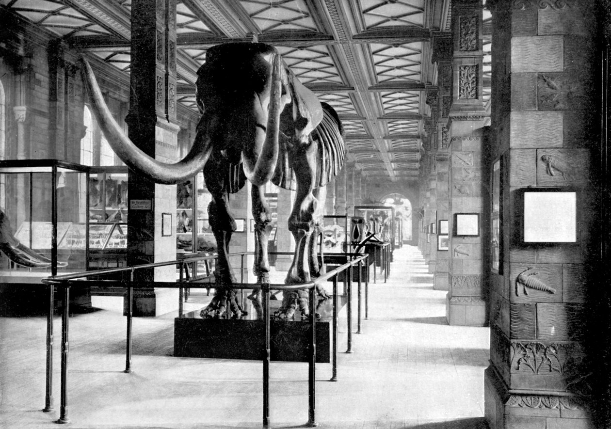The Great Mastodon i South-East Gallery of the Natural History Museum, South Kensington, London, 1890 av British Photographer
