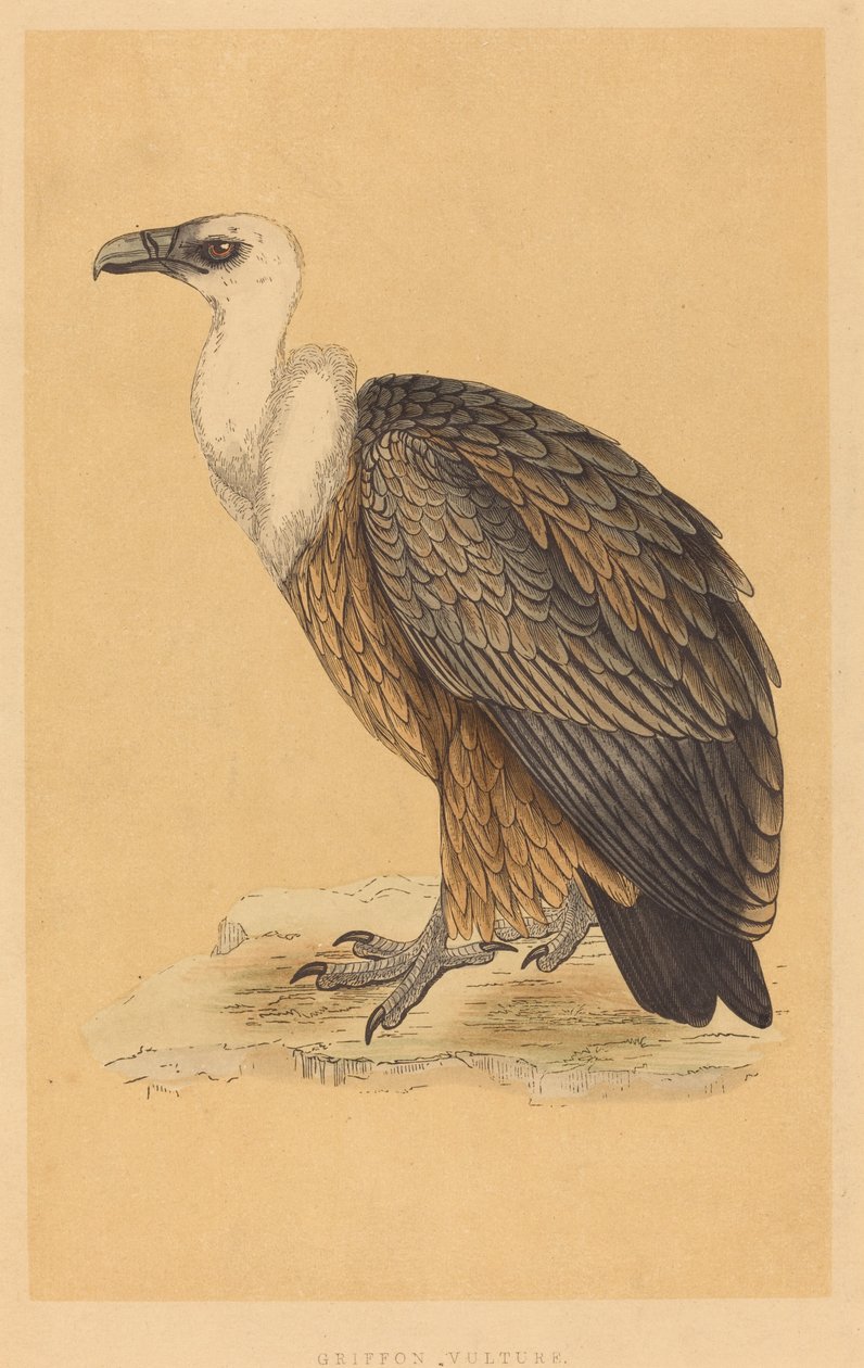 Griffon Vulture av British 19th Century